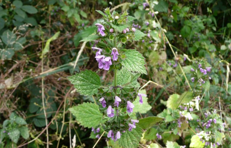 Black Horehound