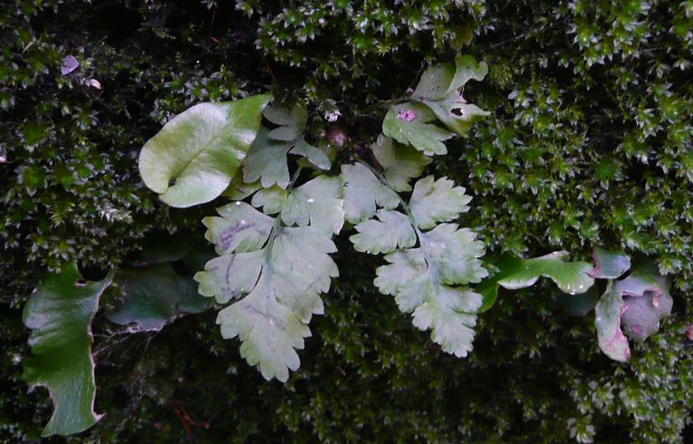 Black Spleenwort