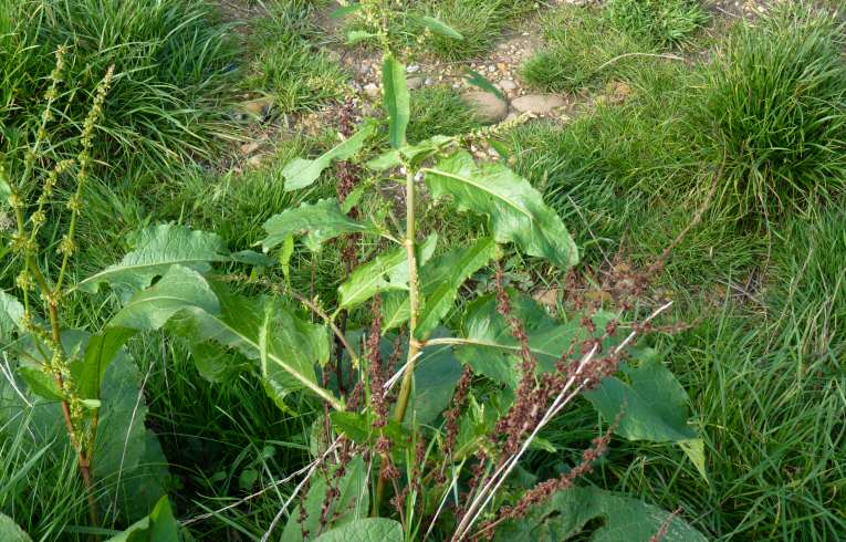 Broad-leaved Dock