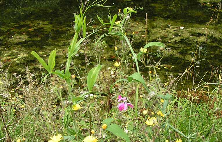 Broad-leaved Pea