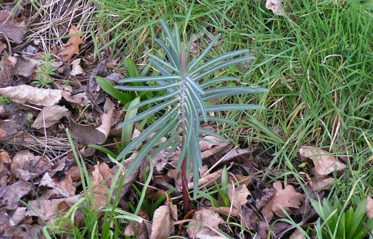 Caper Spurge