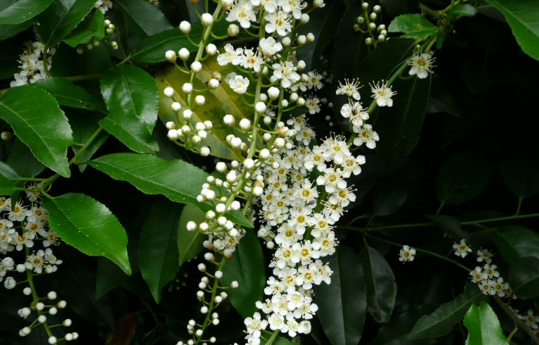 Cherry Laurel