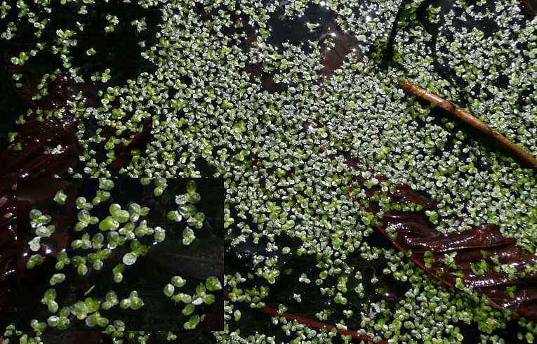 Common Duckweed