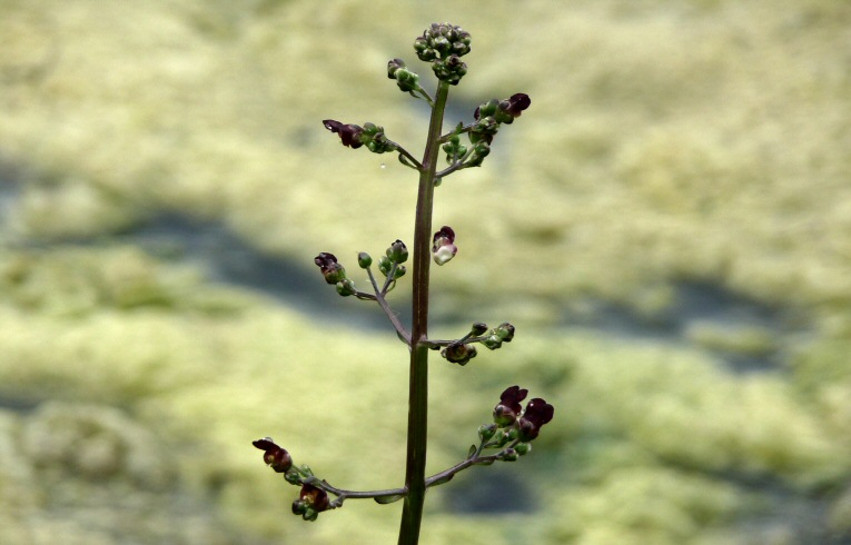 Common Figwort