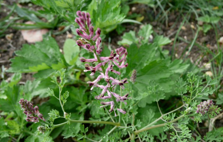 Common Fumitory