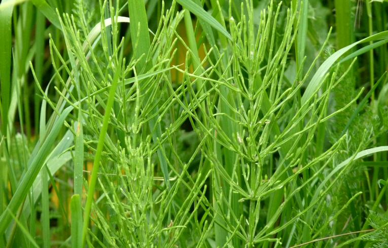 Common Horsetail
