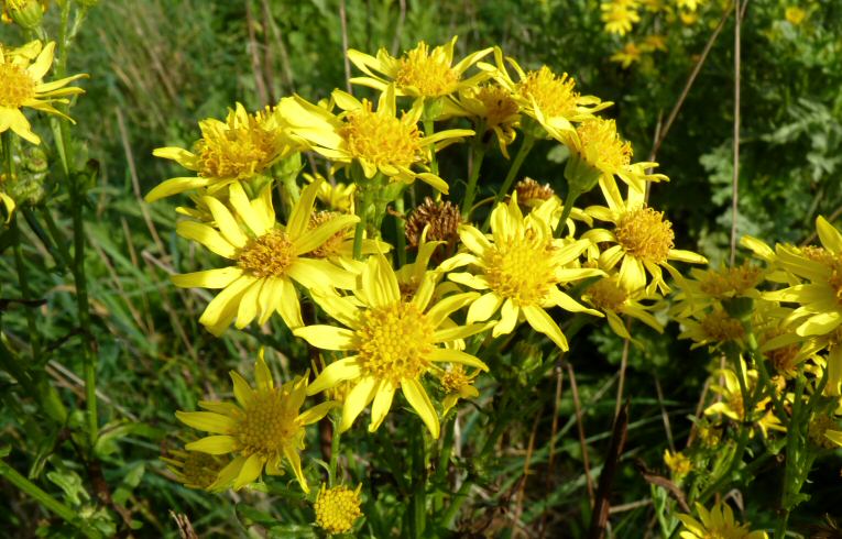 Ragwort