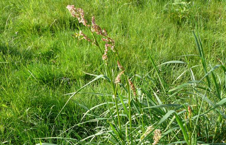 Common Sorrel