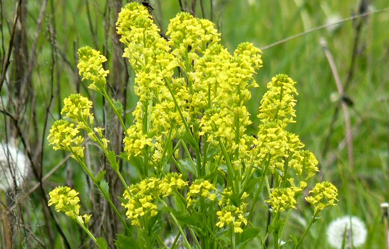 Common Wintercress