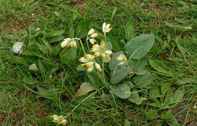 Cowslip