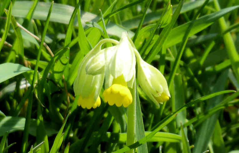 Cowslip