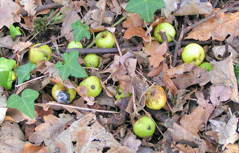Crab Apple