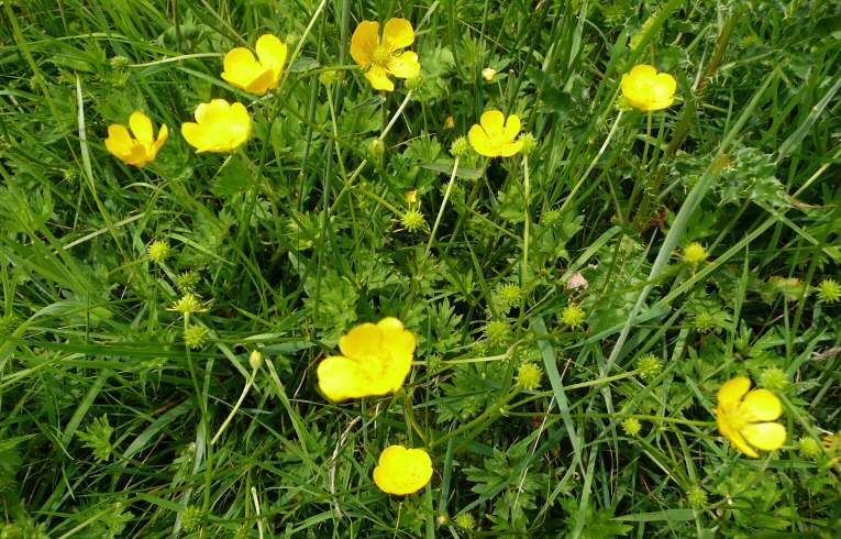 Creeping Buttercup