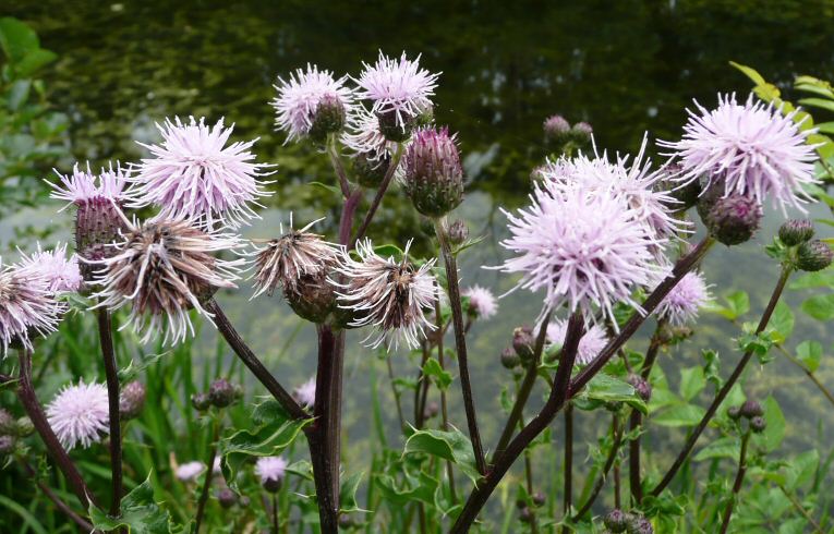 Creeping Thistle