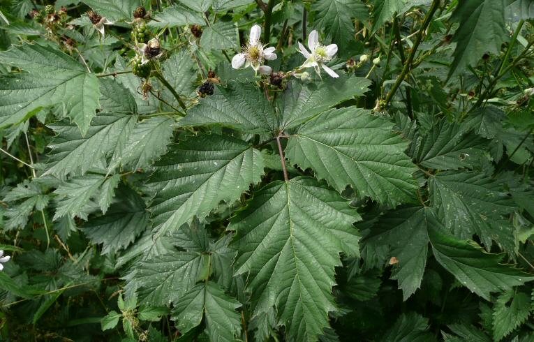 Cut-leaved Bramble