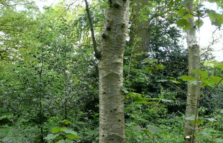 Downy Birch