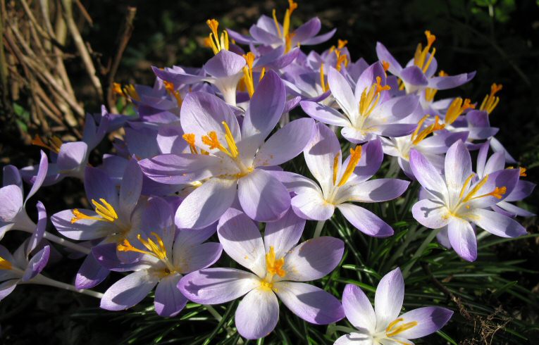 Early Crocus