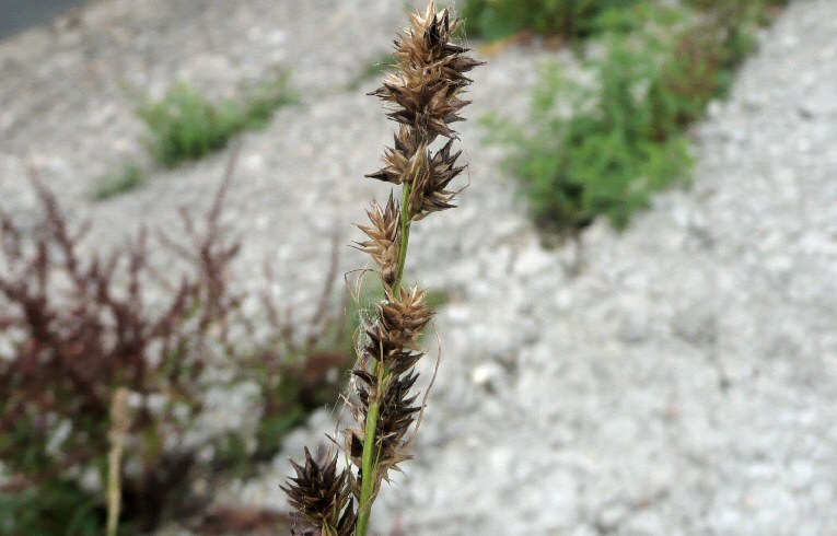 False Fox-sedge