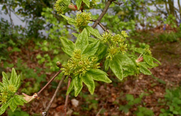 Field Maple