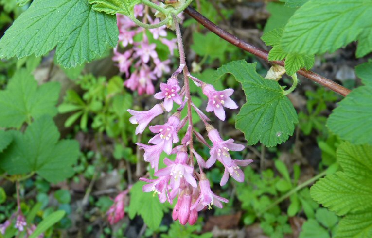 Flowering Current