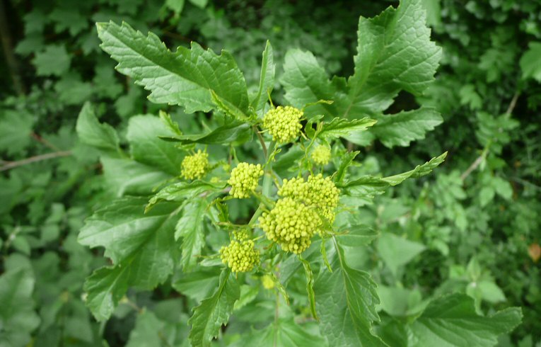 Garden Angelica