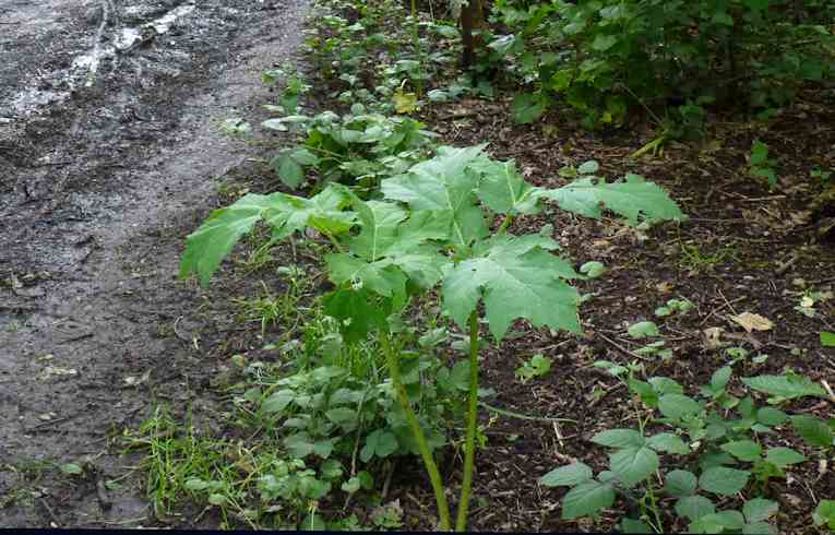 Giant Hogweed