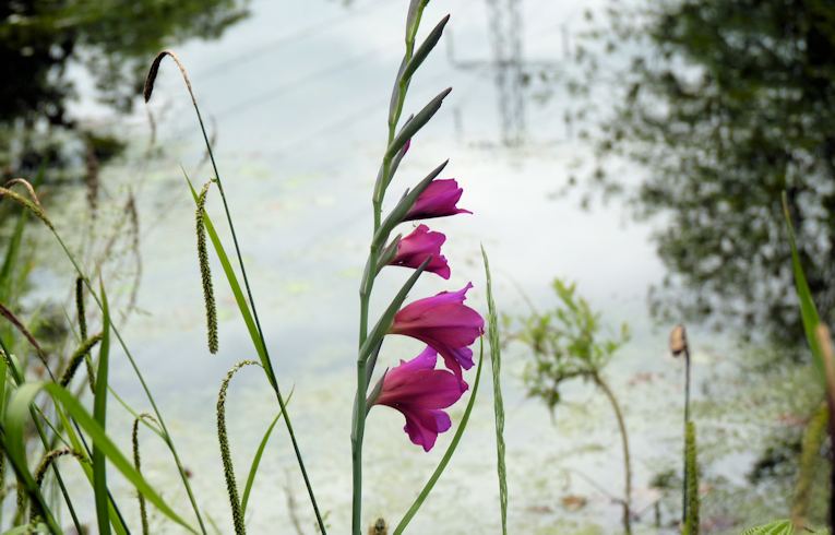 Gladiolus