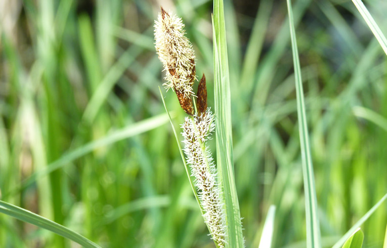 Great Pond Sedge