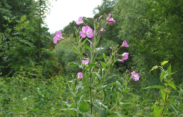 Great Willowherb