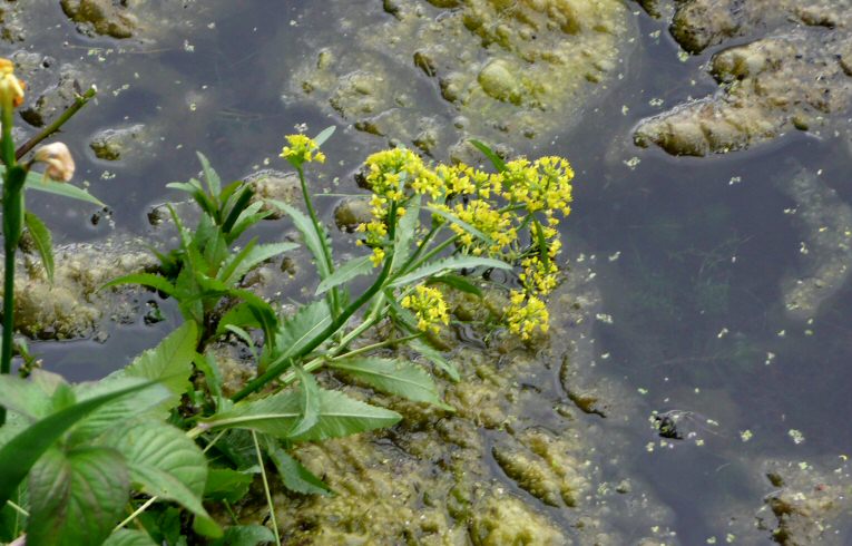 Great Yellow-cress