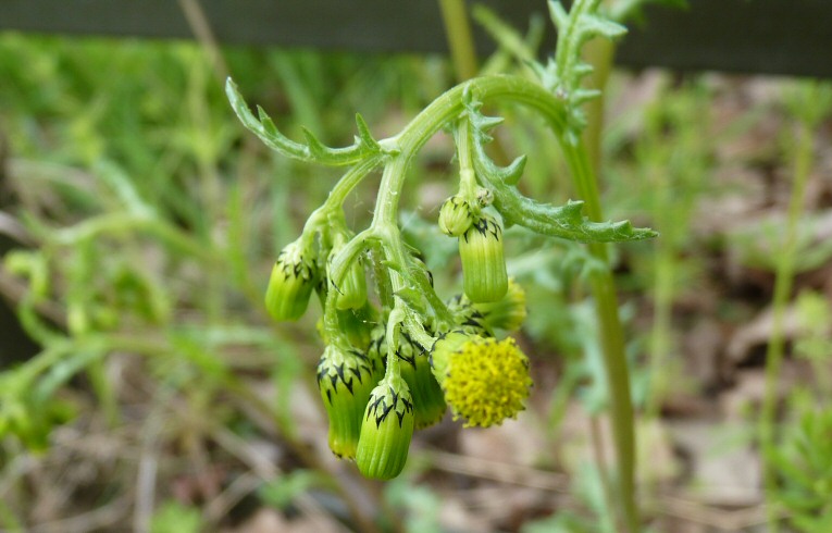 Groundsel