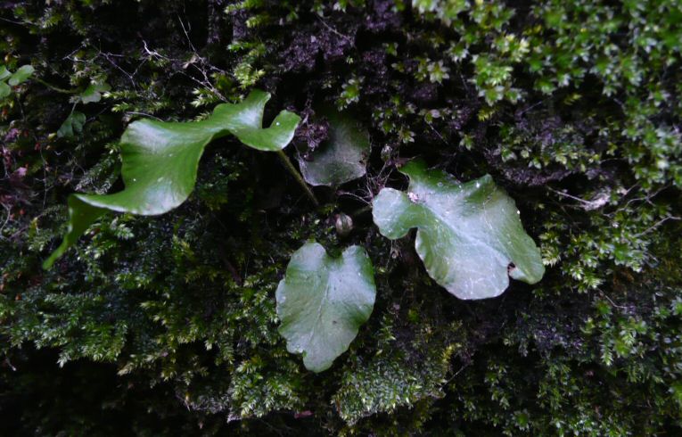 Hart's-tongue Fern