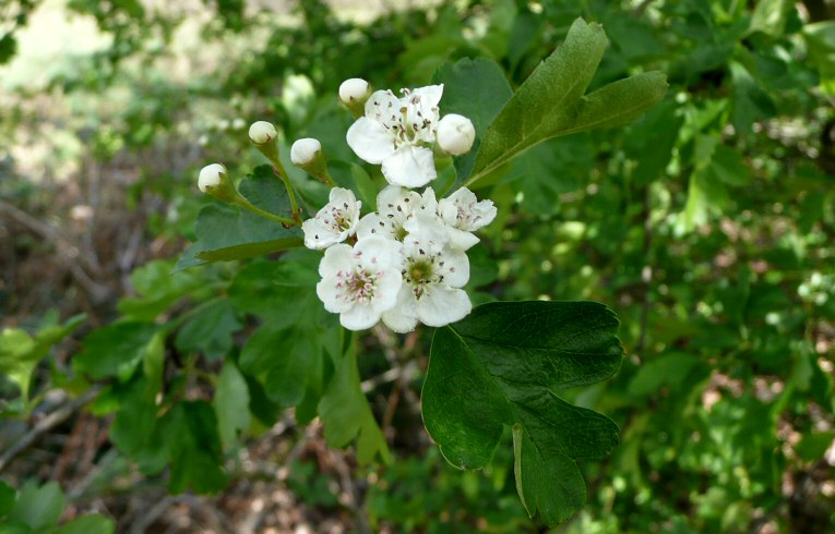 Common Hawthorn