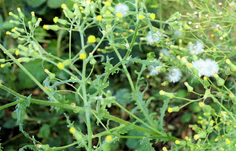 Heath Groundsel