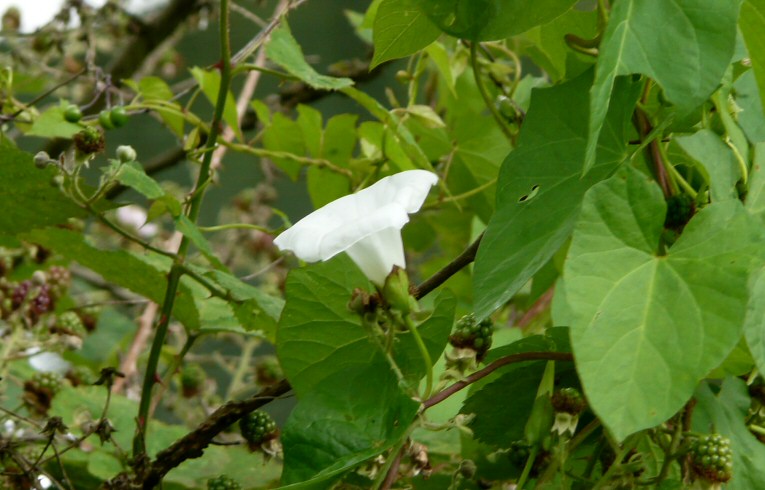 Hedge Bindweed