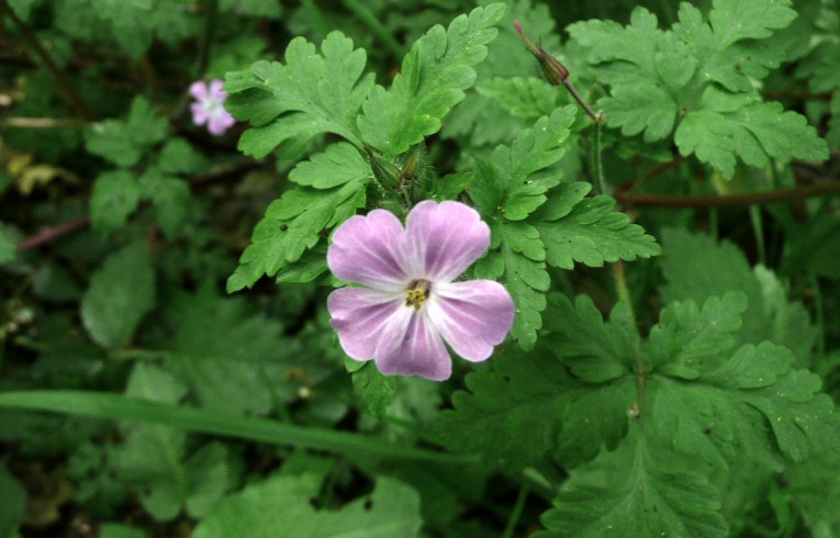 Herb Robert