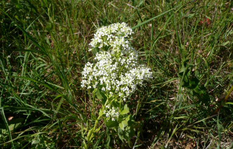 Hoary Cress