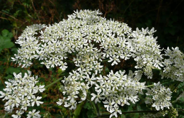 Hogweed