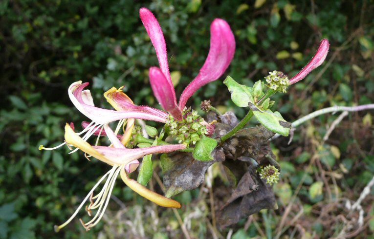 Honeysuckle