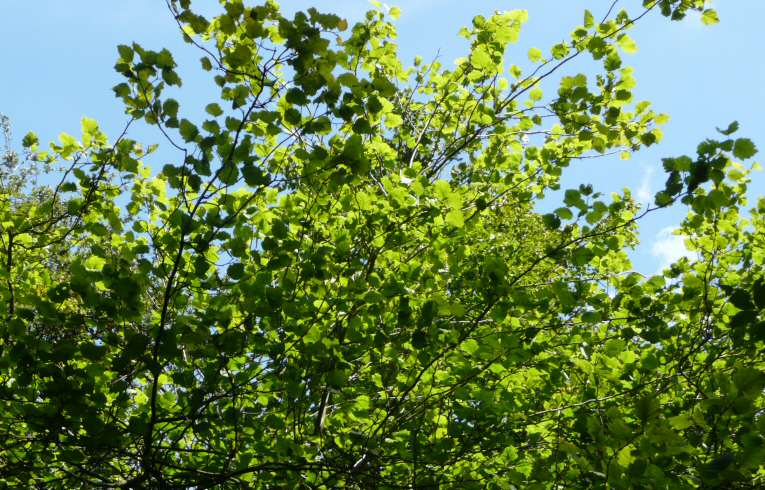 Hybrid Black Poplar