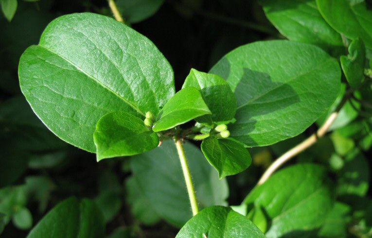 Japanese Honeysuckle