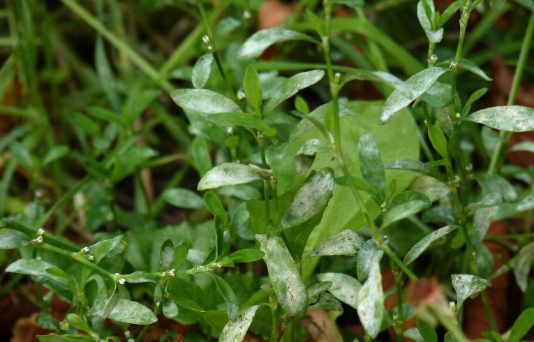 Knotgrass