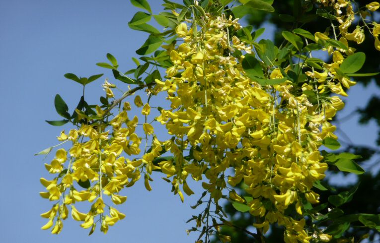 Laburnum