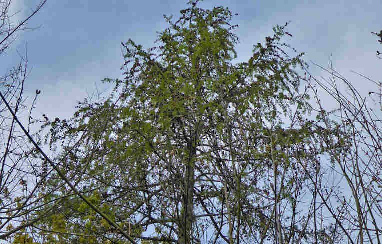 Larch