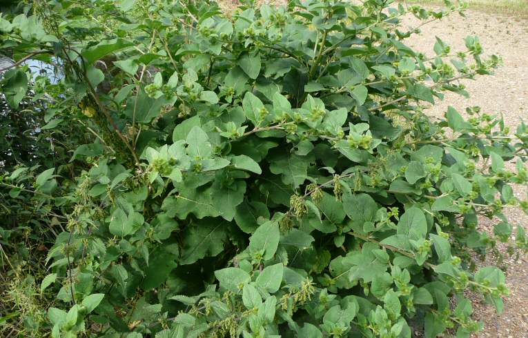 Lesser Burdock