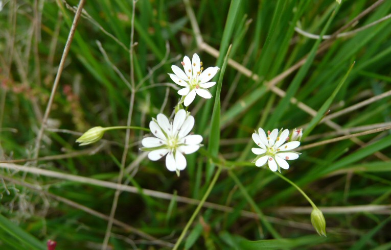 Lesser Stitchwort