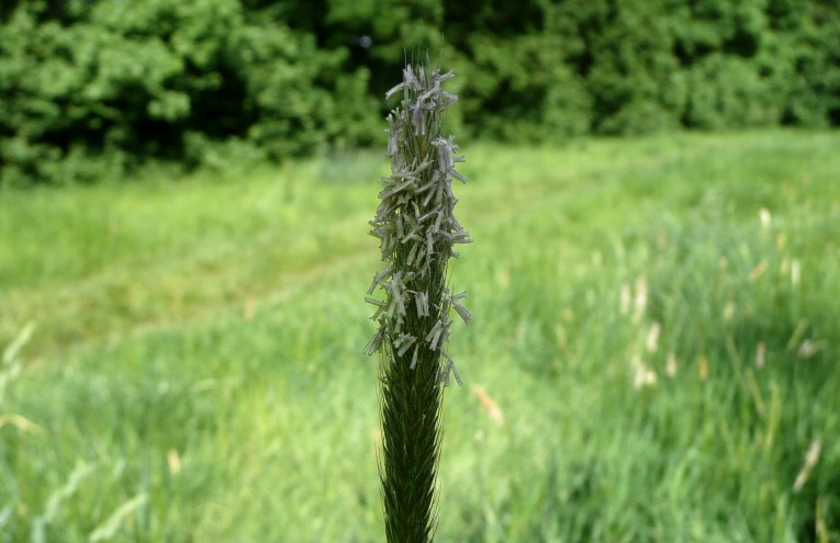Meadow Foxtail