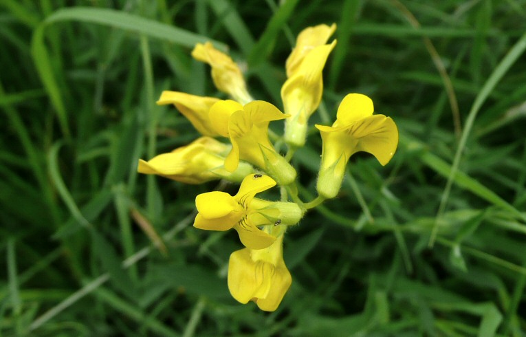 Meadow Vetchling