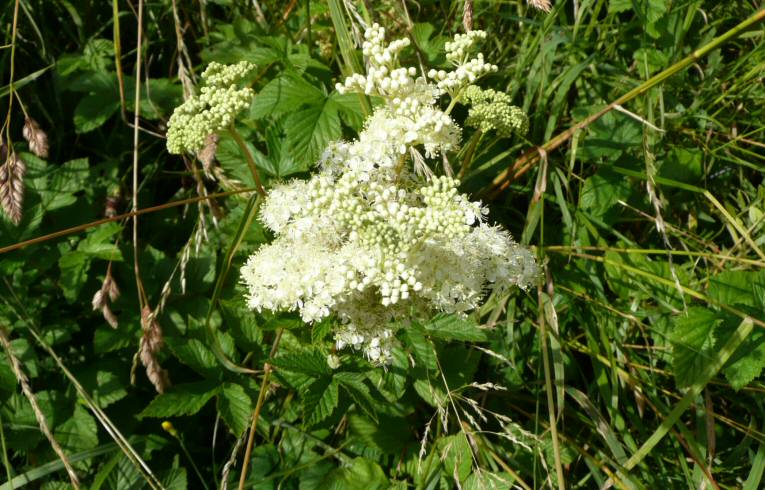 Meadowsweet