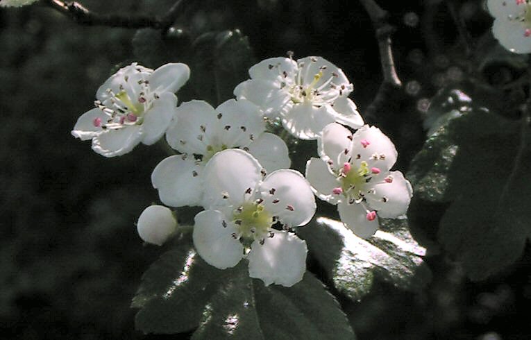 Midland Hawthorn